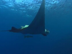 Manta Rays over Sea Mount, Mexico  Stock Footage
