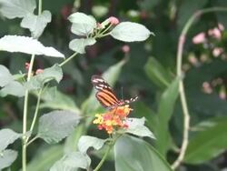 Butterfly on Flower Stock Footage