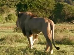 Lion in South Africa 7 Stock Footage