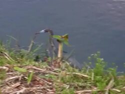 Little Blue Egret Walking Shore Stock Footage