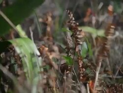 Frostbitten Fern Stock Footage