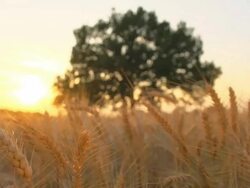 HD DOLLY: Tree In The Field At Sunset Stock Footage