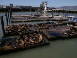 Sea Lions At San Francisco's Pier 39 Stock Footage