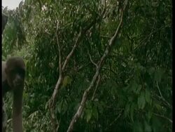 CU Woolly monkey walking along branch in front of camera, South America Stock Footage