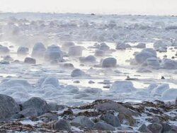 WS Polar bear walking near arctic landscape on shore of hudson bay ice / Churchill, Manitoba, Canada Stock Footage