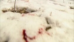 Drops of blood and bloody prints mark dirty snow. Stock Footage