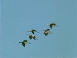 European Cranes (Grus grus) gliding in to land, north-east Extremadura in Dehesa, Spain Stock Footage