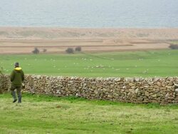 MS Shot of man walking on field in front of sheep and water / Abbotsbury, England, United Kingdom Stock Footage