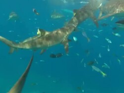 Silky sharks schooling feeding on bait near surface close to camera, Saudi Arabia, Gulf  Stock Footage