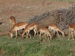 MS Group of Impala females eating grass / National Park, Africa, Kenya Stock Footage