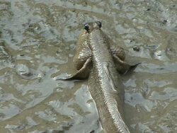 Wetland Mudskipper Stock Footage