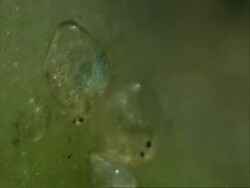 Cypris, freshwater ostracod, resting on algae Stock Footage