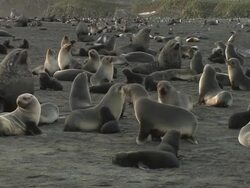 MS, PAN, Southern fur seals (Arctocephalus gazella) on beach, South Georgia Island, Falkland Islands, British overseas territory Stock Footage