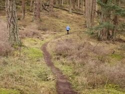 MS Shot of young girl walking in forest path / Orcas Island, Washington, United States Stock Footage