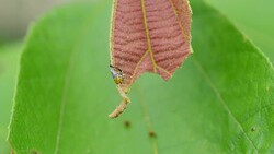 Caterpillars eat leaves. Stock Footage