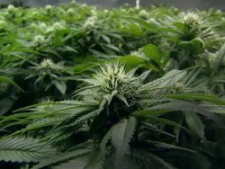 Cannabis plants growing under lamps News Clip