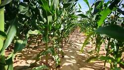 converting corn Stock Footage