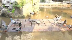Flock of pigeons feeding on timber. Stock Footage