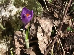 HD: Saffron Stock Footage