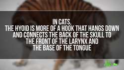 Why Can't My Cat Roar? Instructional Video