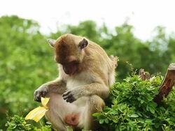 Monkey eats banana Stock Footage