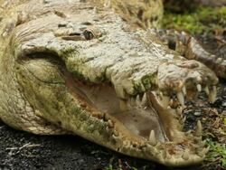 Crocodile Stock Footage