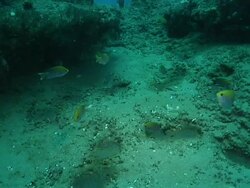 MS Blue spotted chromis swimming and cleaning sea floor for laying eggs by flicking tail to move sand / Matola, Maputo, Mozambique Stock Footage