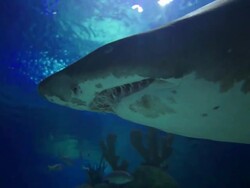 Frightening teeth Stock Footage