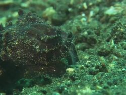Flamboyant Cuttlefish working tentacles, facing. Indonesia  Stock Footage