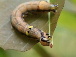 Caterpillar eating leaf Stock Footage