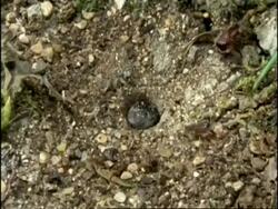 Green Tiger Beetle Larva (Cicindela campestris) capturing ant, England Stock Footage