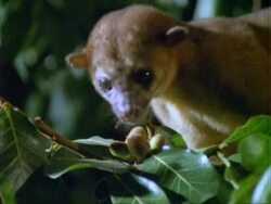 Kinkajou, CU kinkajou eats fruit on branch, walks off; Panama; Stock Footage