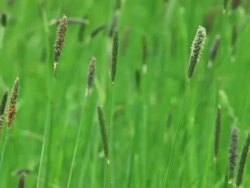 Grass Stock Footage