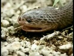 CU sequence of short shots of various Snakes, head portraits, flicking tongues, Africa; SEQUENCE OF CLIPS, SPECIAL TERMS APPLY Stock Footage