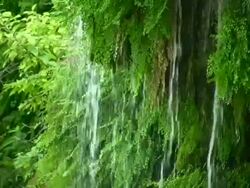 HD 1080 Green Ferns with Waterfall Stock Footage
