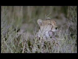 MCU Cheetah (Acinonyx jubatus) sitting amongst grass yawning, Botswana Stock Footage