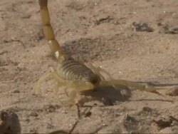 Medium Close Up, tracking-right - A scorpion crawls across a sandy desert floor / Egypt Stock Footage
