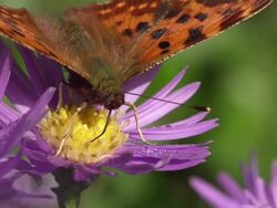 SLOW MOTION: Butterfly Closeup Stock Footage