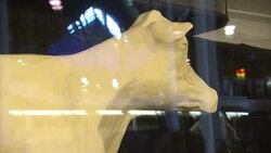 Cow made of butter at Iowa State Fair News Clip