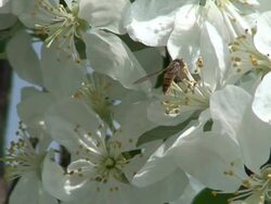 Fly  like bee pollinating apple flowers HD Stock Footage
