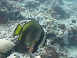 Longfin Batfish (Platax pinnatus) Stock Footage