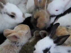 Rabbits eating food. Stock Footage