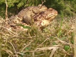 Two Toads Migrating Stock Footage