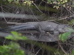 Alligator mississippiensis starts its move into the river Stock Footage