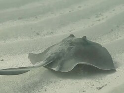 Southern Stingray swimming on sea floor at Honduras Bay Islands Stock Footage