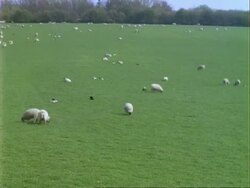 Agriculture/Farming - MS Time lapse sheep in field, spring Stock Footage