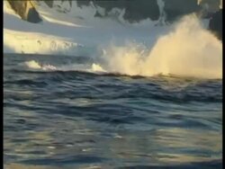 MS Humpback Whale, Megaptera novaeangliae, doing tail slap, Antarctica Stock Footage