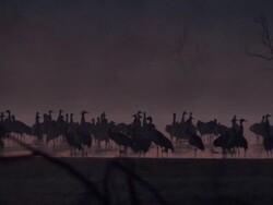 European Cranes (Grus grus) silhouetted on lake shore, North East Extremadura in Dehesa. Stock Footage