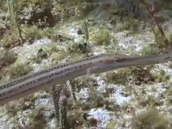 Trumpetfish Stock Footage