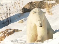   MS Polar bear sitting down in snow / Churchill, Manitoba, Canada Stock Footage
